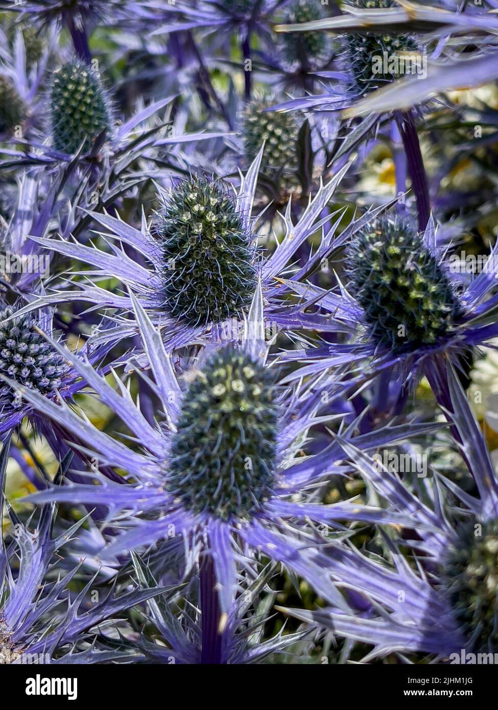 Gros plan sur les fleurs bleues d'Eryngium également connu sous le nom de Sea Holly poussant dans un jardin britannique. Banque D'Images