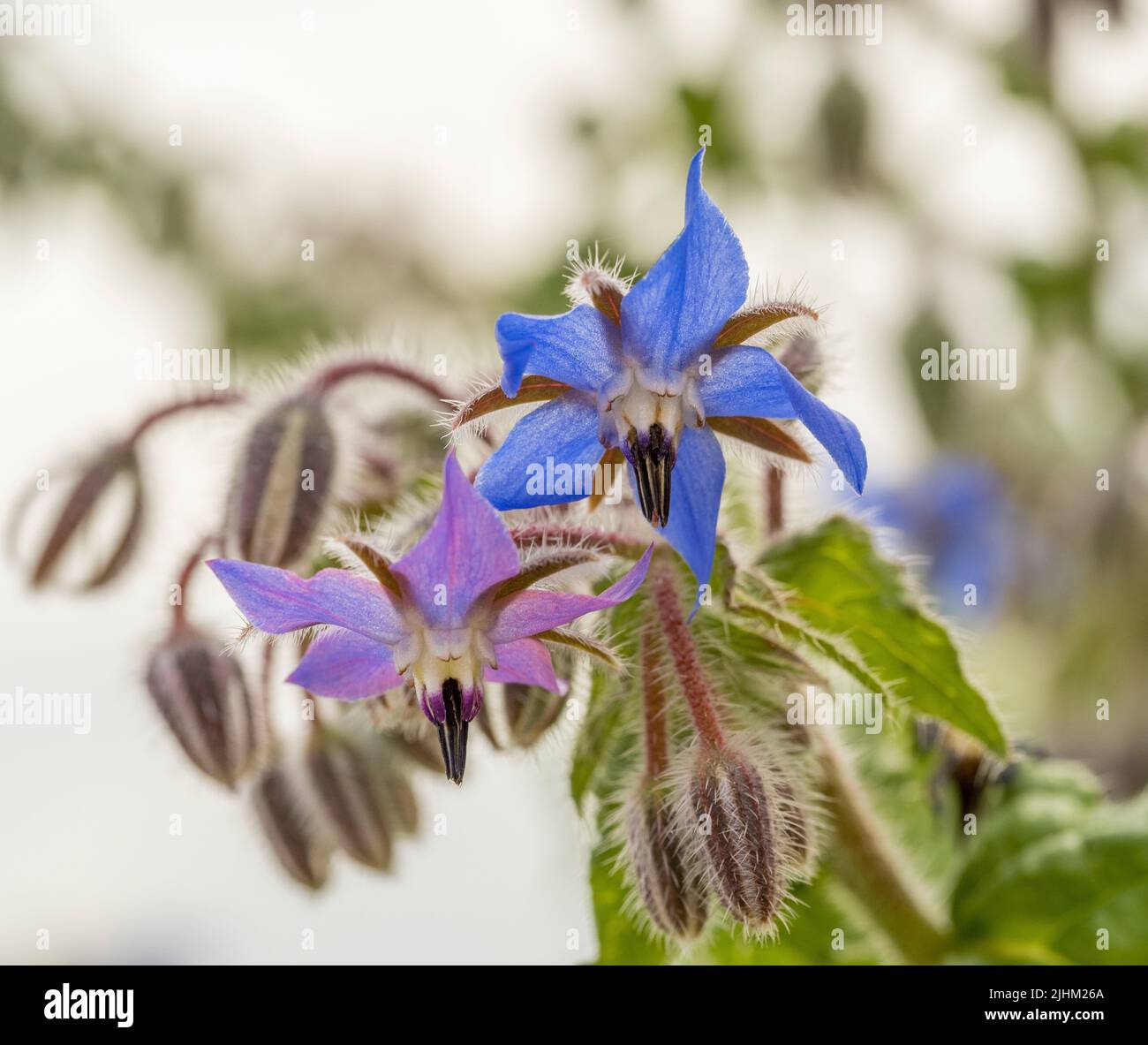 Gros plan sur les fleurs et les bourgeons bleus et roses qui poussent dans un jardin britannique. Banque D'Images