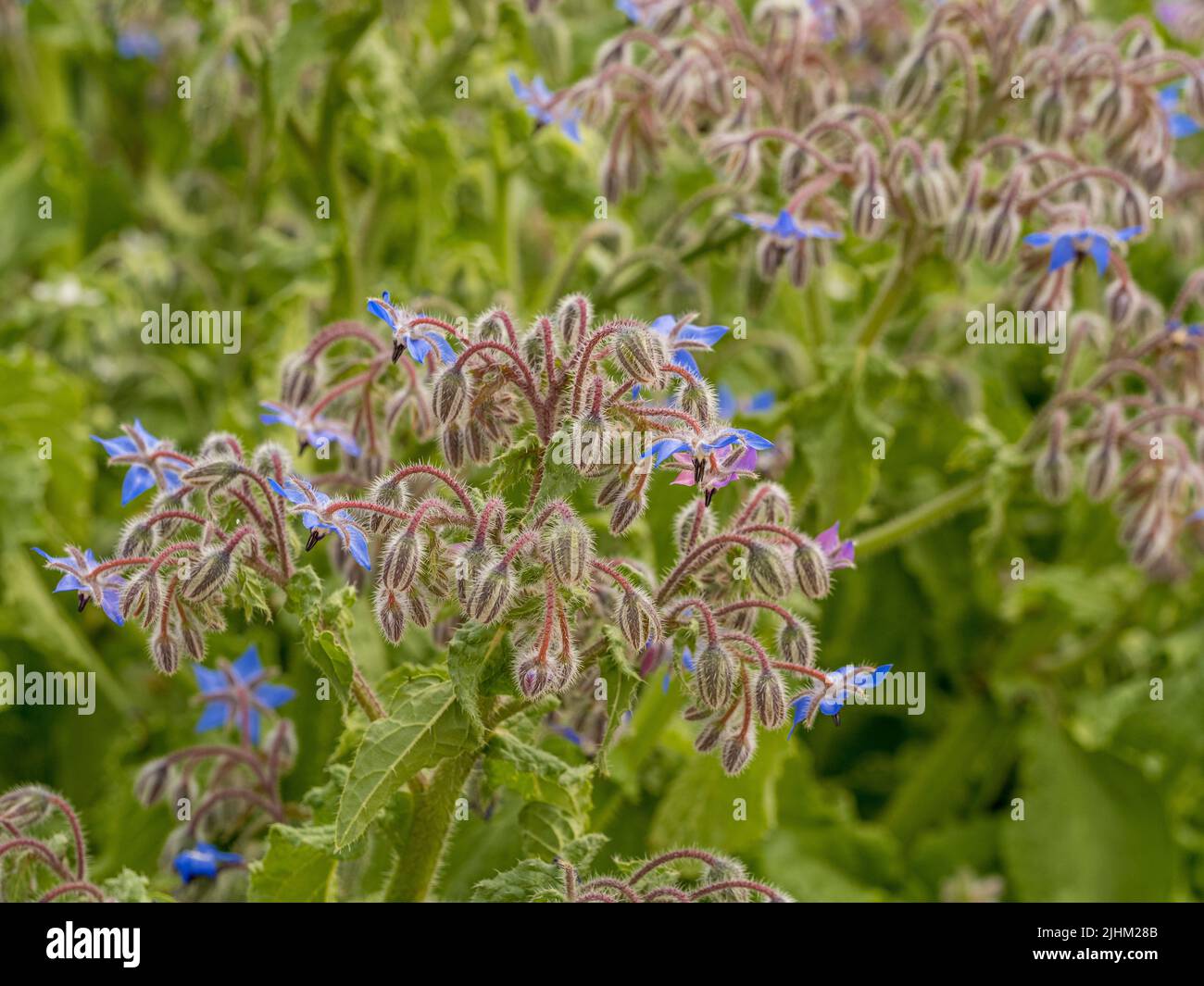 Fleurs et bourgeons bleus poussant dans un jardin britannique Banque D'Images