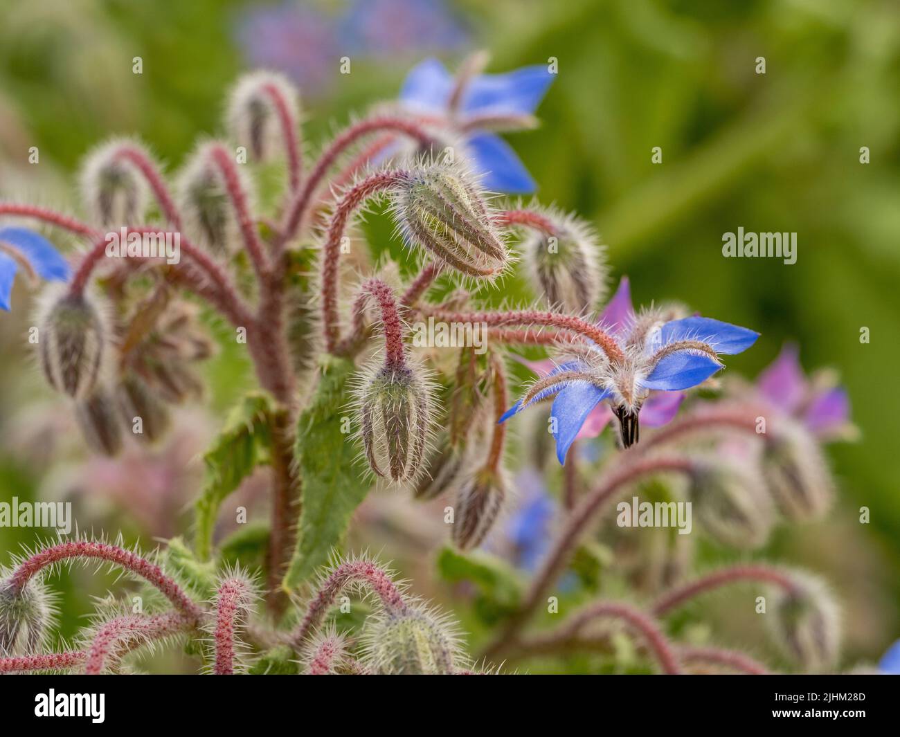 Gros plan sur les fleurs et les bourgeons du Borage qui poussent dans un jardin britannique Banque D'Images