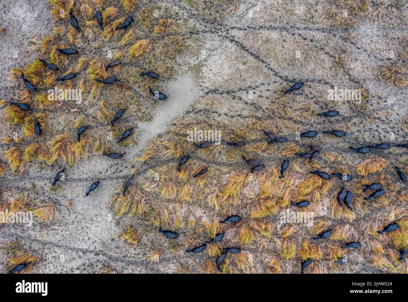Les buffles d'eau sont en bordure de rivière et se baignent dans l'eau de la rivière Banque D'Images