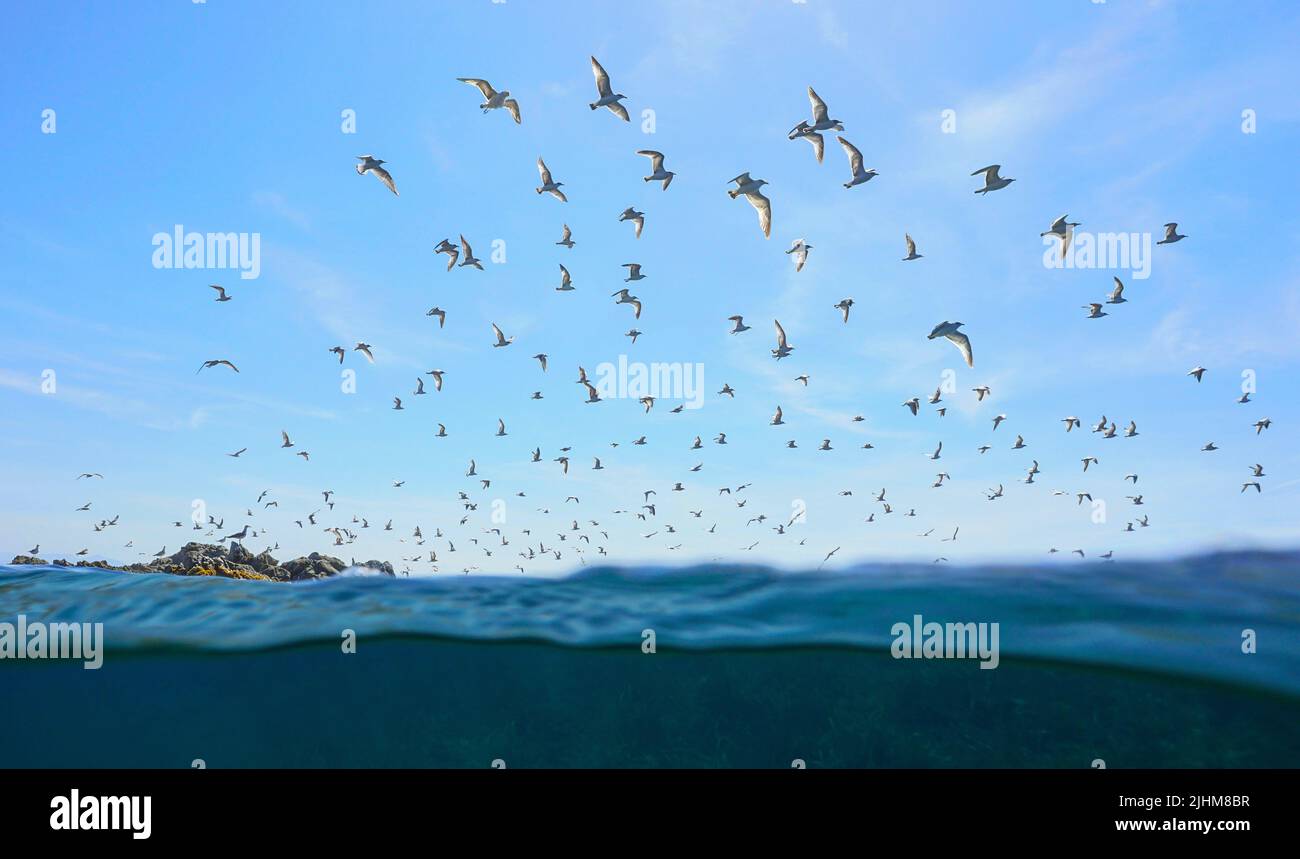 Colonie d'oiseaux de mer (goélands méditerranéens) volant dans le ciel vu de la surface de la mer, Espagne Banque D'Images