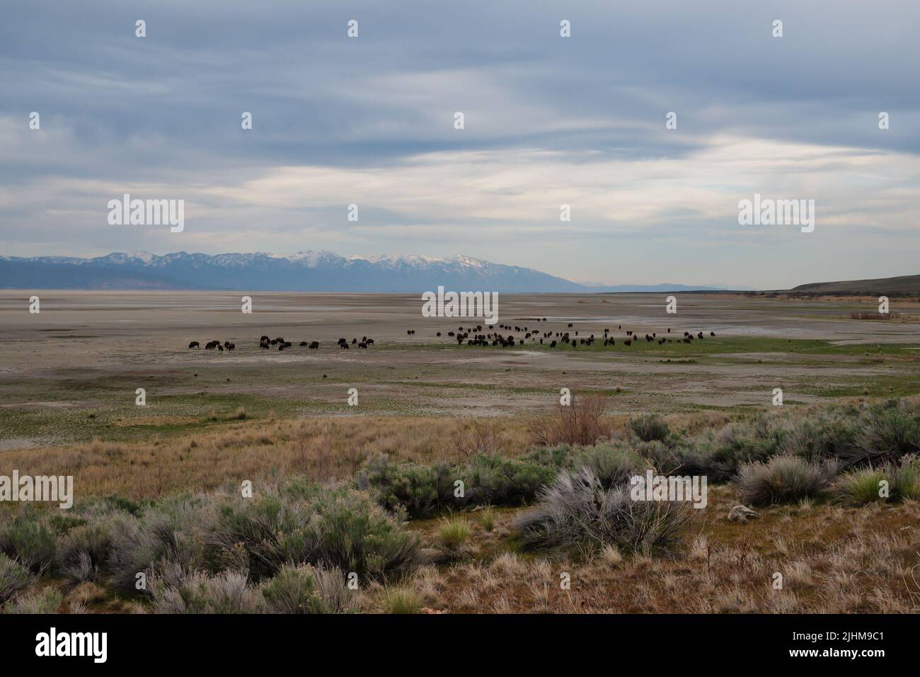 Un troupeau de bisons qui se balade dans le Grand lac Salt de l'Utah Banque D'Images