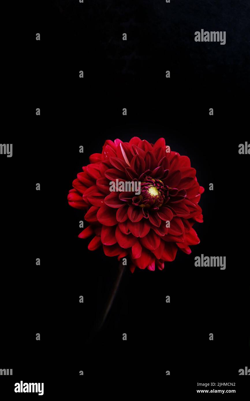 Dahlia rouge sur fond noir avec lumière douce Banque D'Images