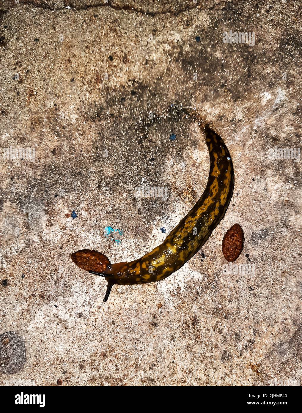 La limace s'rampera sur la surface en béton. La limace mange de la nourriture pour chiens. Soirée d'été après la pluie. Banque D'Images