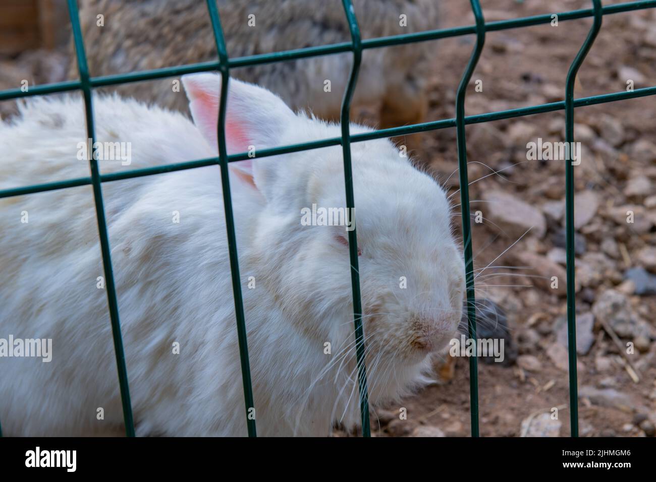 le lapin gris adulte mange de l'herbe à travers les barres Banque D'Images