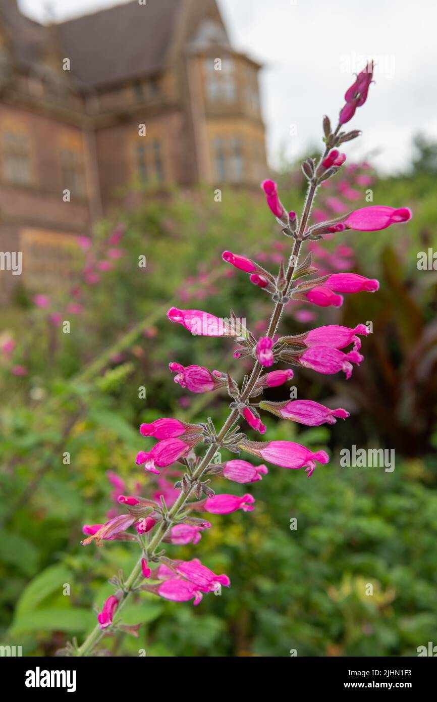 Gros plan de fleurs de sauge roseleaf (salvia involucrata) en fleur Banque D'Images