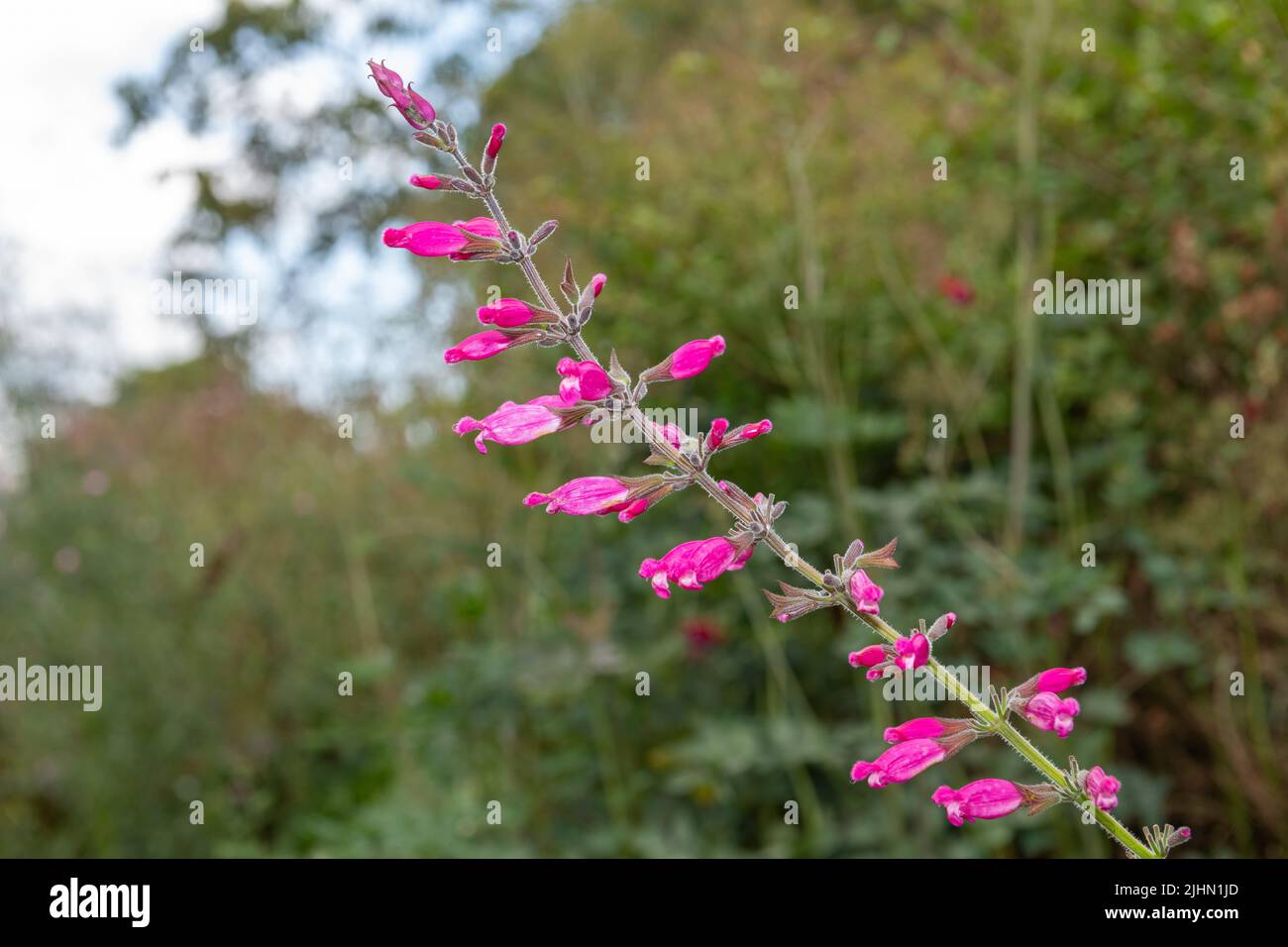 Gros plan de fleurs de sauge roseleaf (salvia involucrata) en fleur Banque D'Images