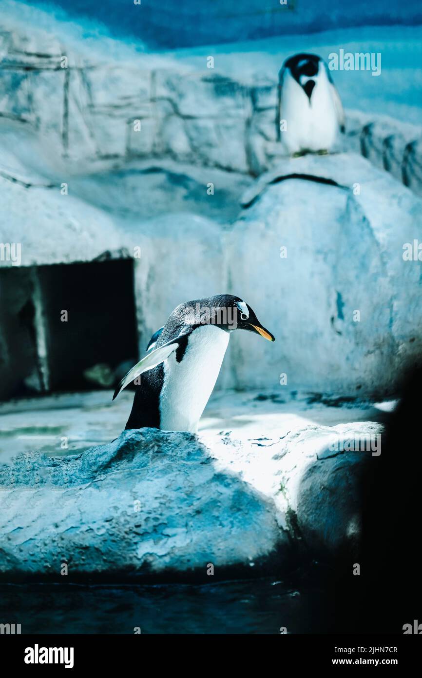 Style de vie actif des pingouins. Arrière-plan Antartique, neige et glace. Mise au point sélective Banque D'Images