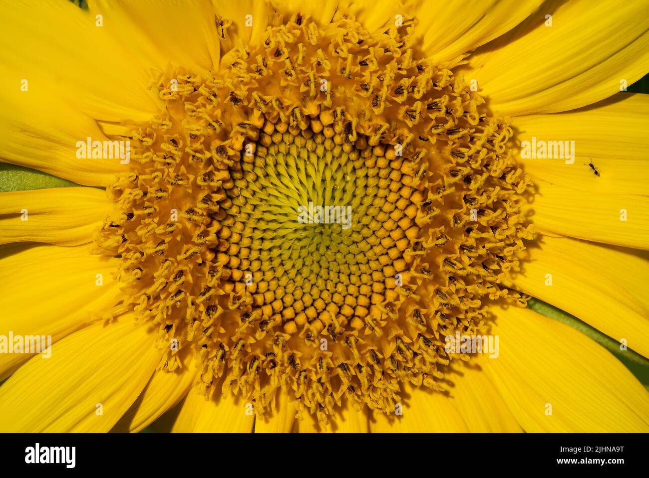 Un gros plan d'un tournesol Banque D'Images