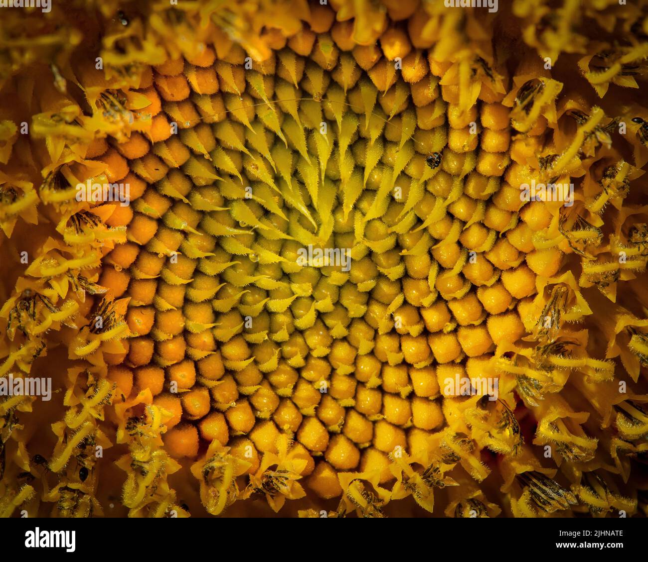 Graines de tournesol à huile noire Banque D'Images