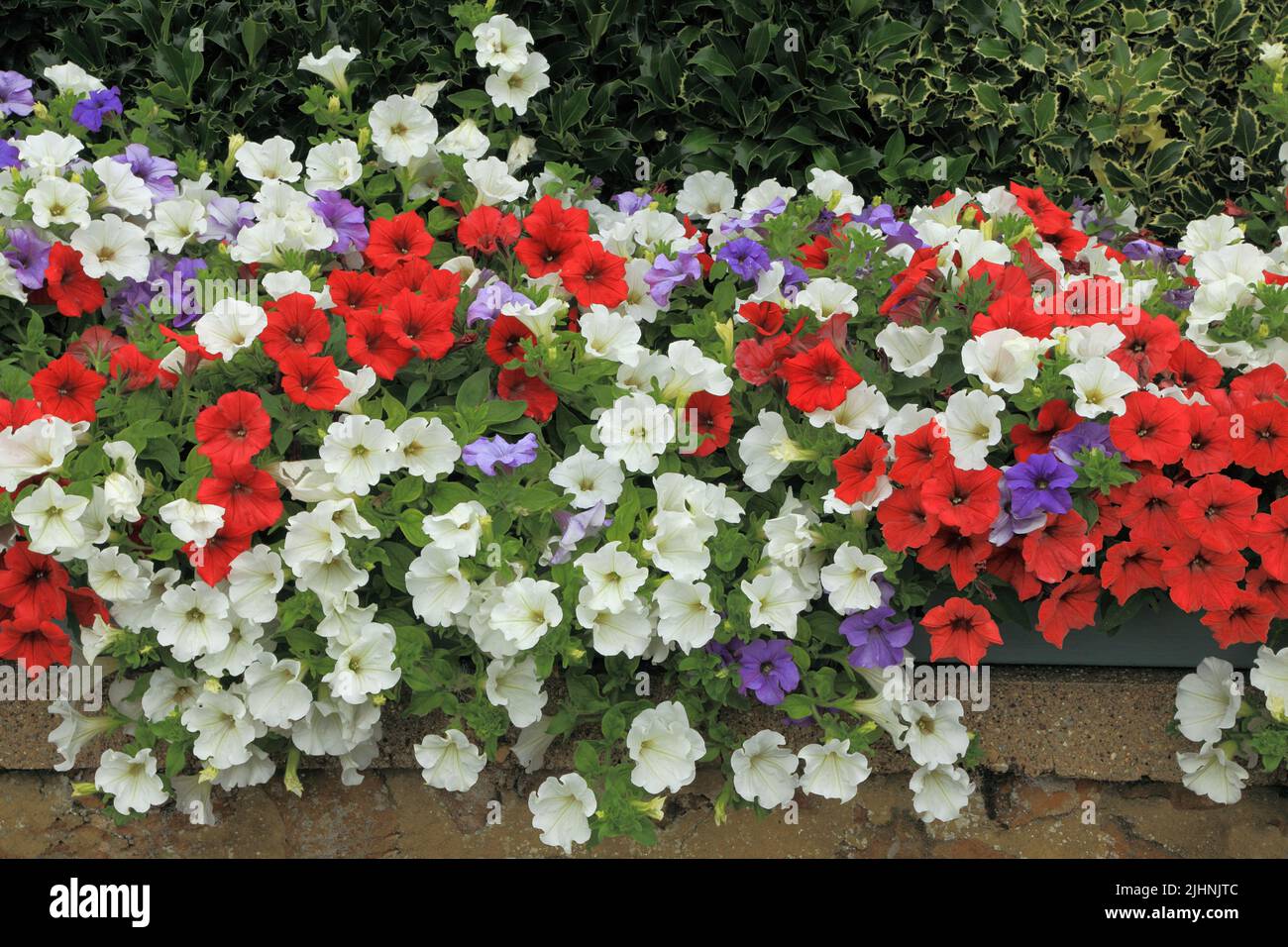 Pétunias, rouge, blanc, bleu violet, conteneur mural, jardin, jardinage, Norfolk, Angleterre Banque D'Images