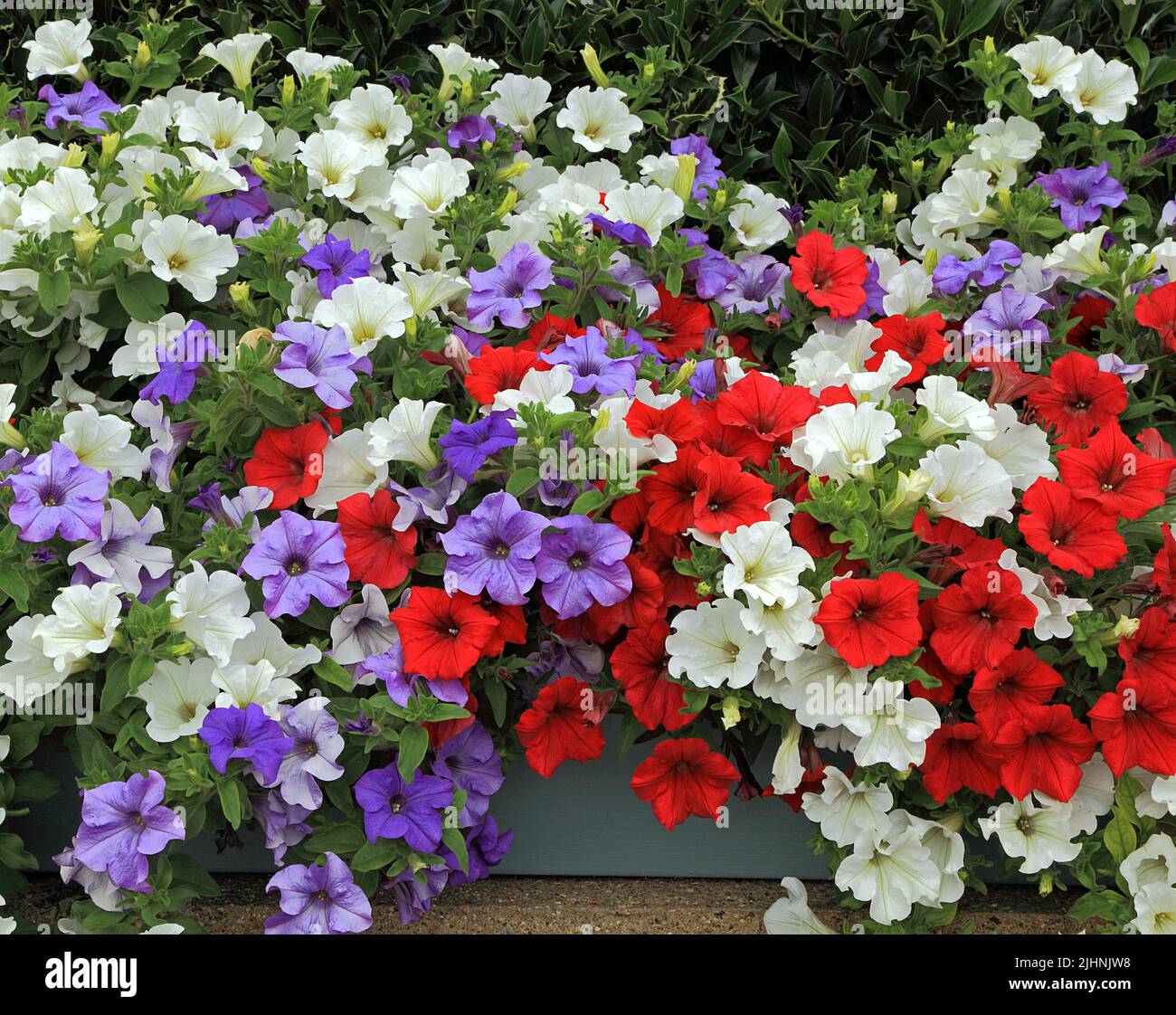 Pétunias, rouge, blanc, bleu violet, conteneur mural, jardin, jardinage, Norfolk, Angleterre Banque D'Images