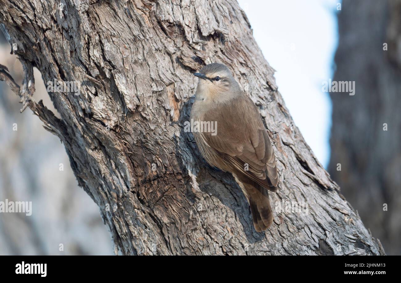 Jacky Winter, Microeca Fascinans, flycathcer perché sur un tronc d'arbre dans l'Outback Queensland Australie. Banque D'Images