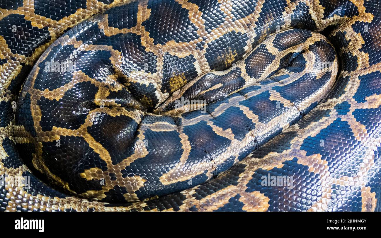Le python réticulé est une espèce originaire de l'Asie du Sud-est. C'est le serpent le plus long du monde, et il est inscrit comme étant le moins préoccupant sur la liste rouge de l'UICN en raison de Banque D'Images