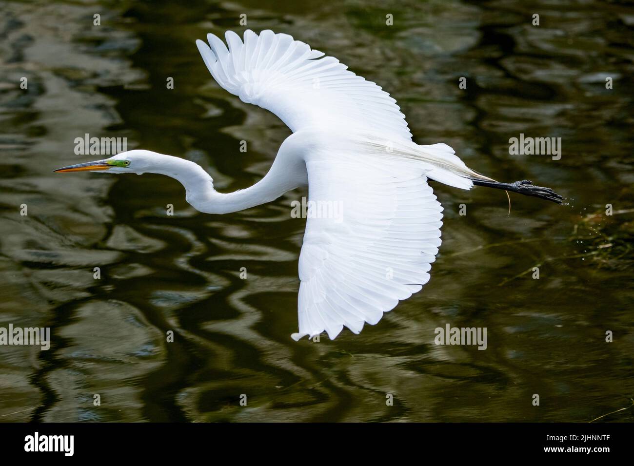 Great White Egret Ardea alba glisse bas au-dessus du lac scintillant dans le parc central de New York Banque D'Images