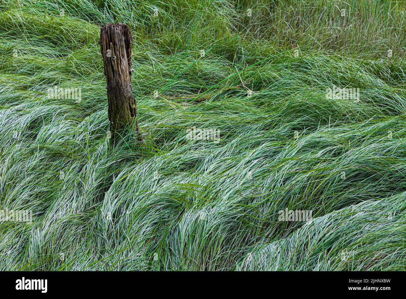 Tourbillons d'herbe de marais autour d'une vieille pile de bois le long du front de mer Steveston en Colombie-Britannique, Canada Banque D'Images