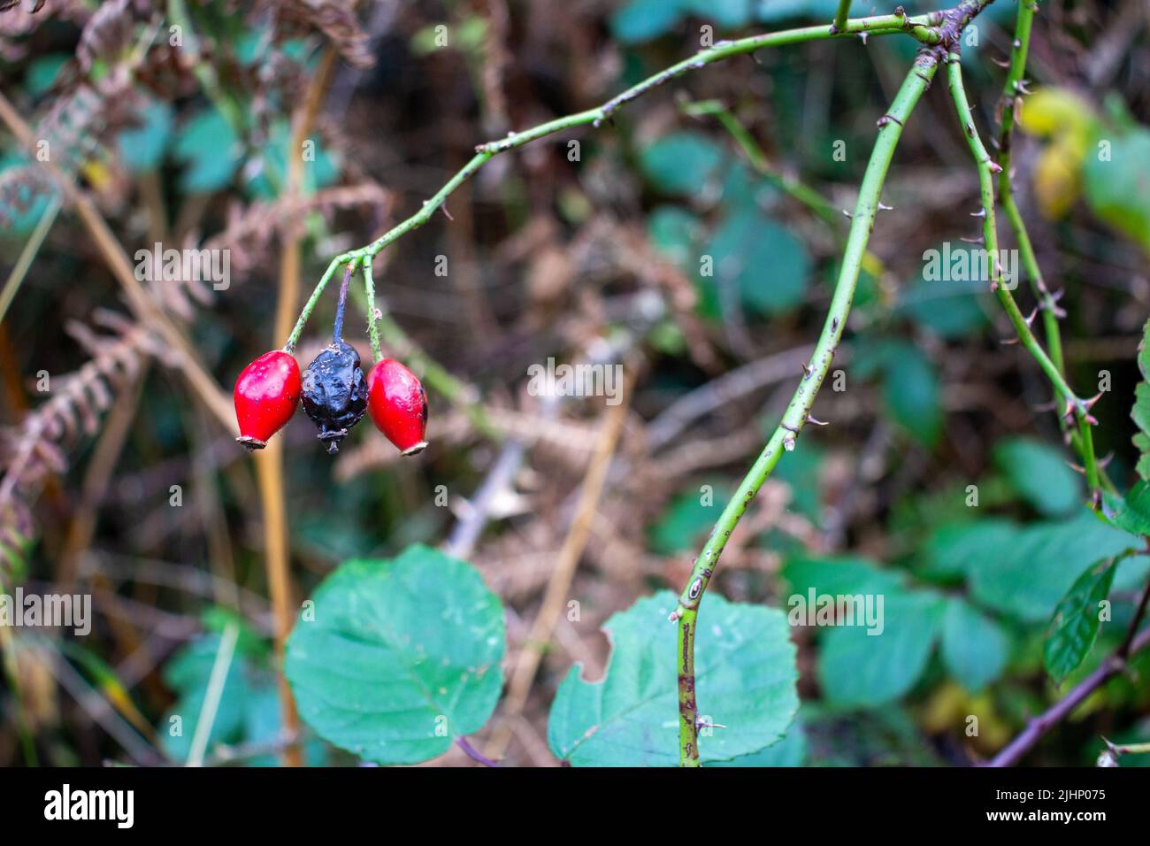 Gros plan de deux hanches roses d'automne rouge vif isolées sur un fond vert naturel Banque D'Images