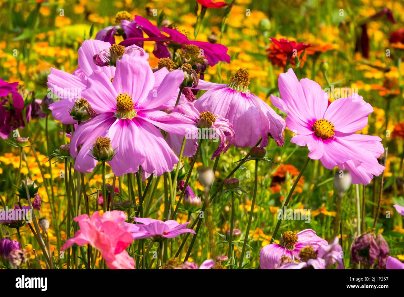 Fleurs de cosmos roses dans un jardin coloré août fleurs literie été plantes fleurs annuelles Banque D'Images