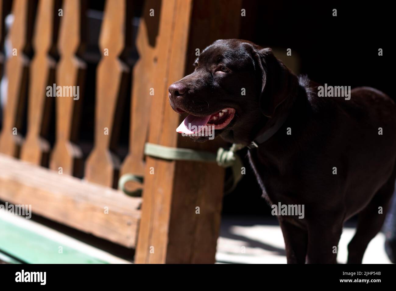 Chiot d'un Labrador brun dans la rue, avec sa langue pendante. Photo de haute qualité Banque D'Images