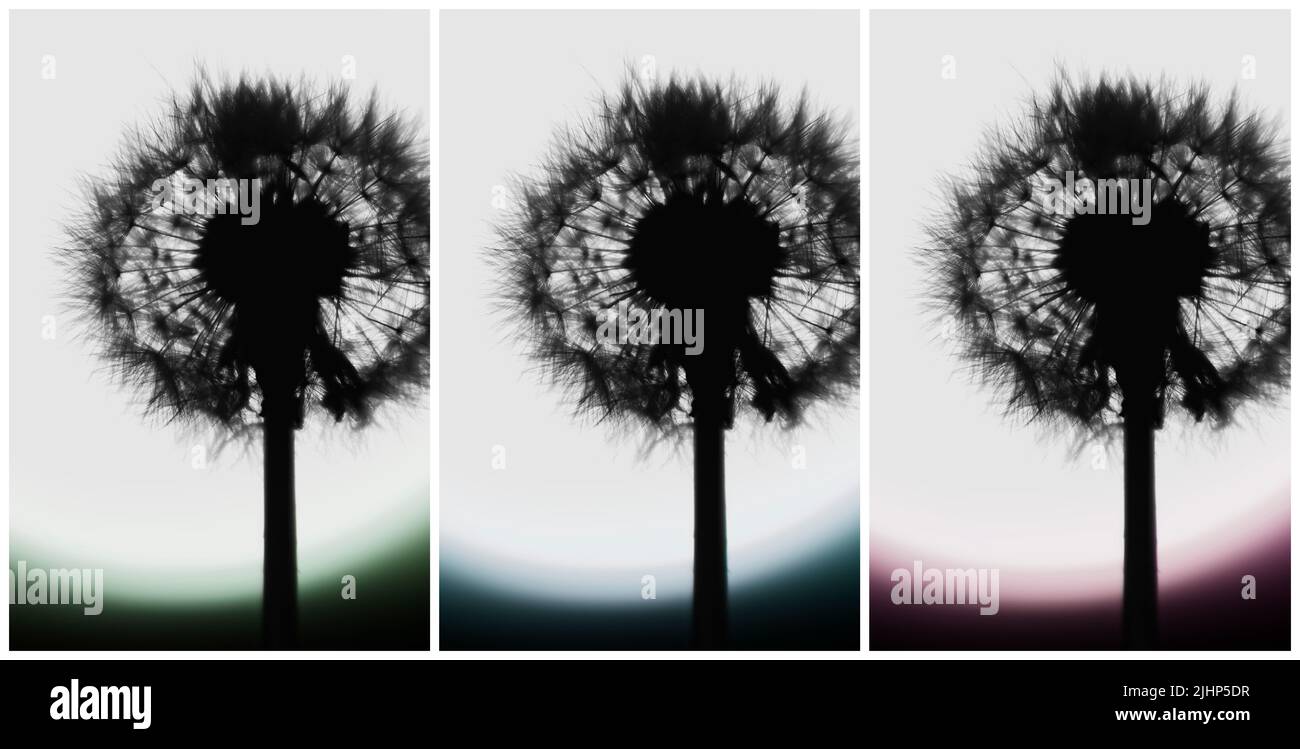 Triptyque de silhouettes de pissenlits. Banque D'Images