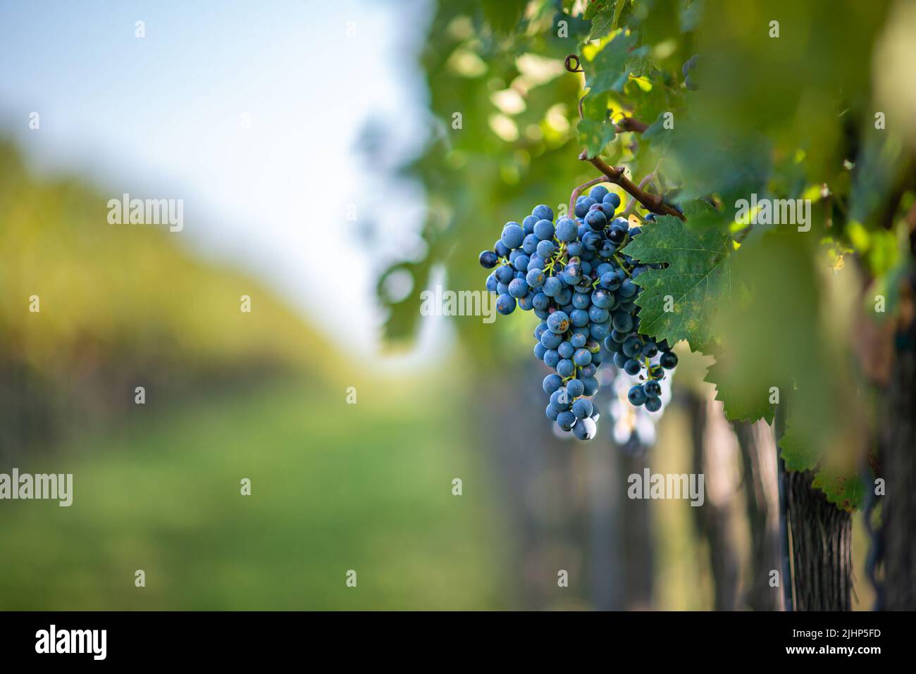 Raisin de vigne bleu dans le vignoble. Cabernet Franc raisin pour faire du vin rouge dans la récolte. Vue détaillée d'une vigne gelée dans un vignoble dans Banque D'Images