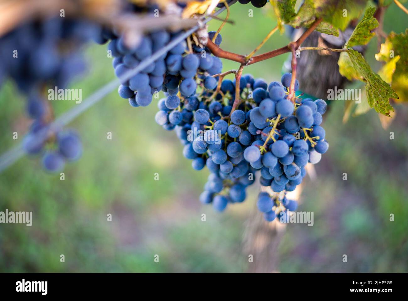 Raisin de vigne bleu dans le vignoble. Cabernet Franc raisin pour faire du vin rouge dans la récolte. Vue détaillée d'une vigne gelée dans un vignoble dans Banque D'Images