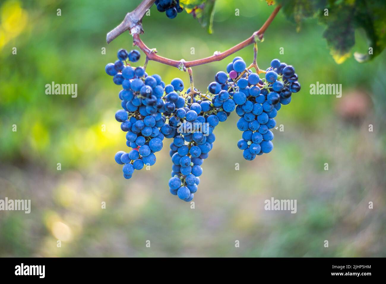Raisin de vigne bleu dans le vignoble. Cabernet Franc raisin pour faire du vin rouge dans la récolte. Vue détaillée d'une vigne gelée dans un vignoble dans Banque D'Images