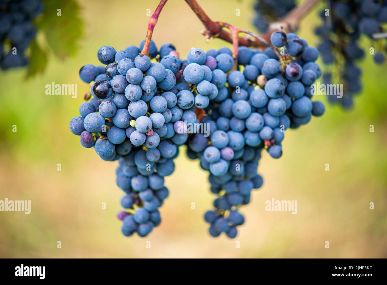 Raisin de vigne bleu dans le vignoble. Cabernet Franc raisin pour faire du vin rouge dans la récolte. Vue détaillée d'une vigne gelée dans un vignoble dans Banque D'Images