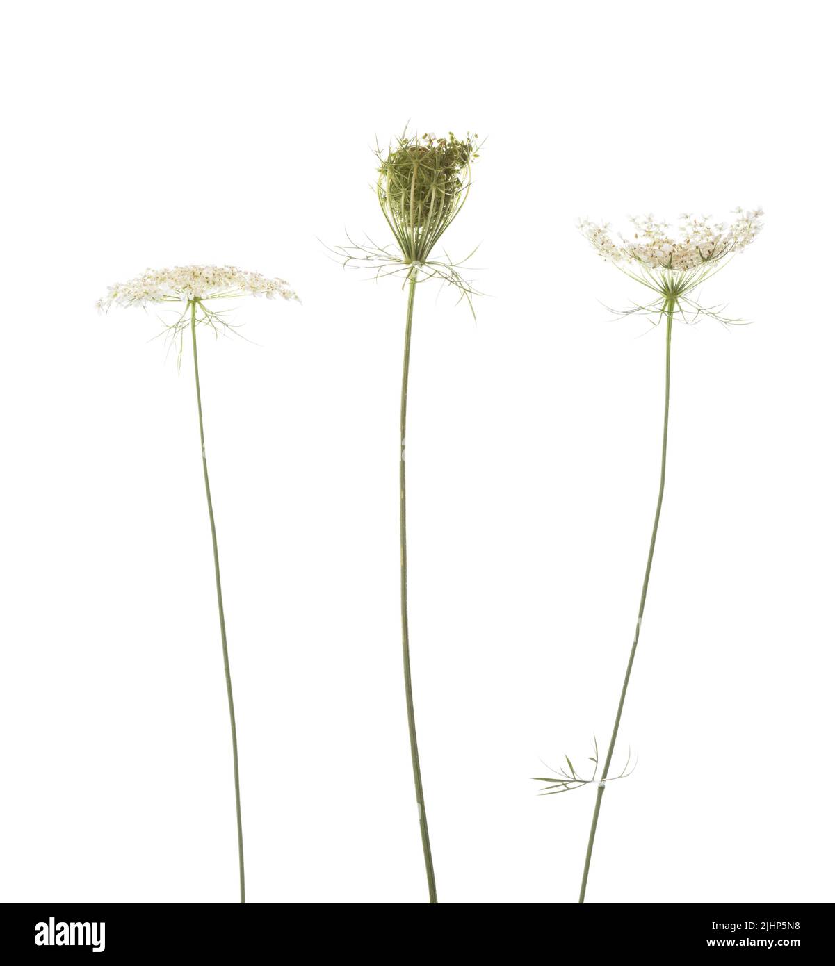 Fleurs sauvages isolées sur fond blanc. Daucus carota (carotte sauvage) - plante de la famille du Carrot. Mise au point sélective Banque D'Images