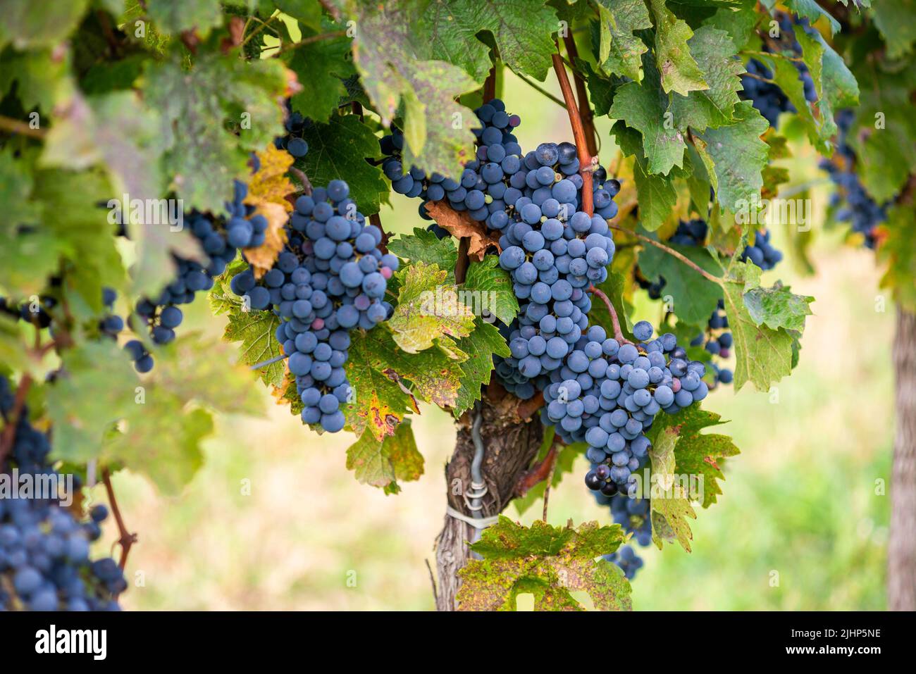 Raisin de vigne bleu dans le vignoble. Cabernet Franc raisin pour faire du vin rouge dans la récolte. Vue détaillée d'une vigne gelée dans un vignoble dans Banque D'Images