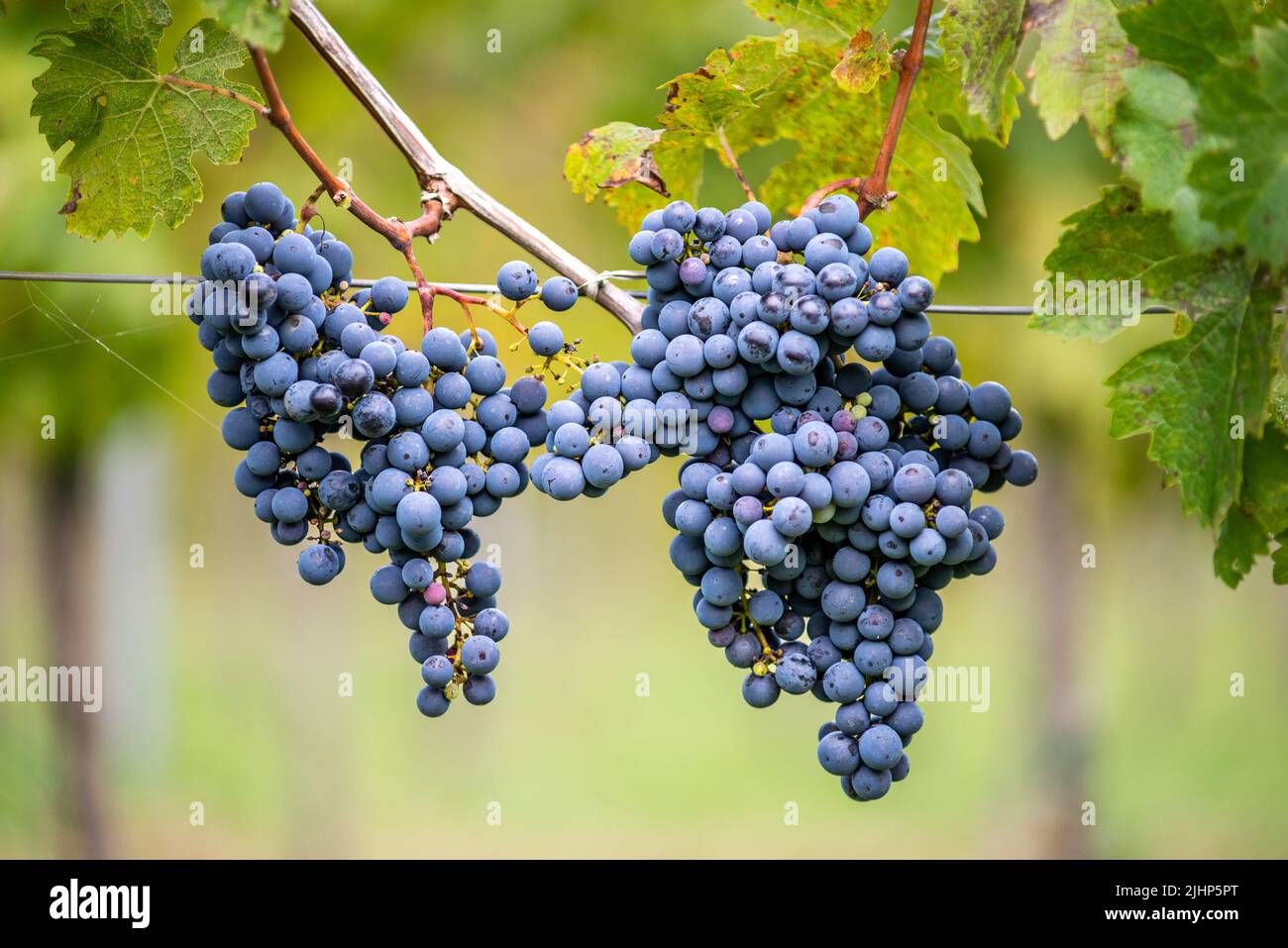 Raisin de vigne bleu dans le vignoble. Cabernet Franc raisin pour faire du vin rouge dans la récolte. Vue détaillée d'une vigne gelée dans un vignoble dans Banque D'Images
