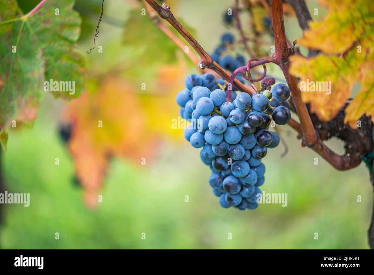 Raisin de vigne bleu dans le vignoble. Cabernet Franc raisin pour faire du vin rouge dans la récolte. Vue détaillée d'une vigne gelée dans un vignoble dans Banque D'Images