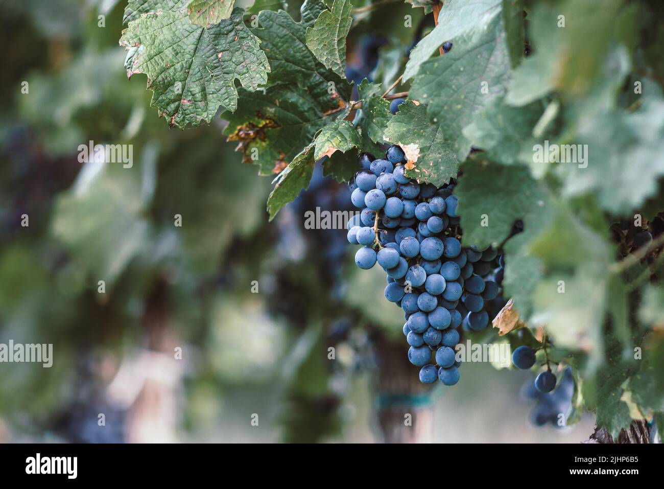 Raisin de vigne bleu dans le vignoble. Cabernet Franc raisin pour faire du vin rouge dans la récolte. Vue détaillée d'une vigne gelée dans un vignoble dans Banque D'Images