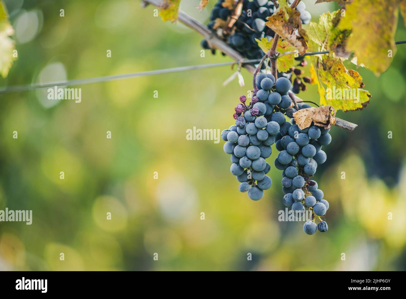 Raisin de vigne bleu dans le vignoble. Cabernet Franc raisin pour faire du vin rouge dans la récolte. Vue détaillée d'une vigne gelée dans un vignoble dans Banque D'Images
