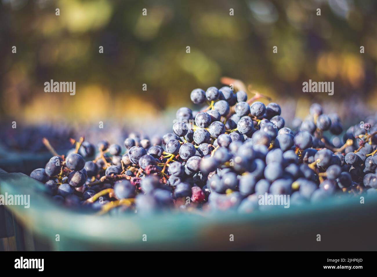 Raisins de vigne bleus. Raisins pour faire du vin rouge dans la caisse de récolte. Vue détaillée d'une vigne dans un vignoble en automne, Hongrie Banque D'Images