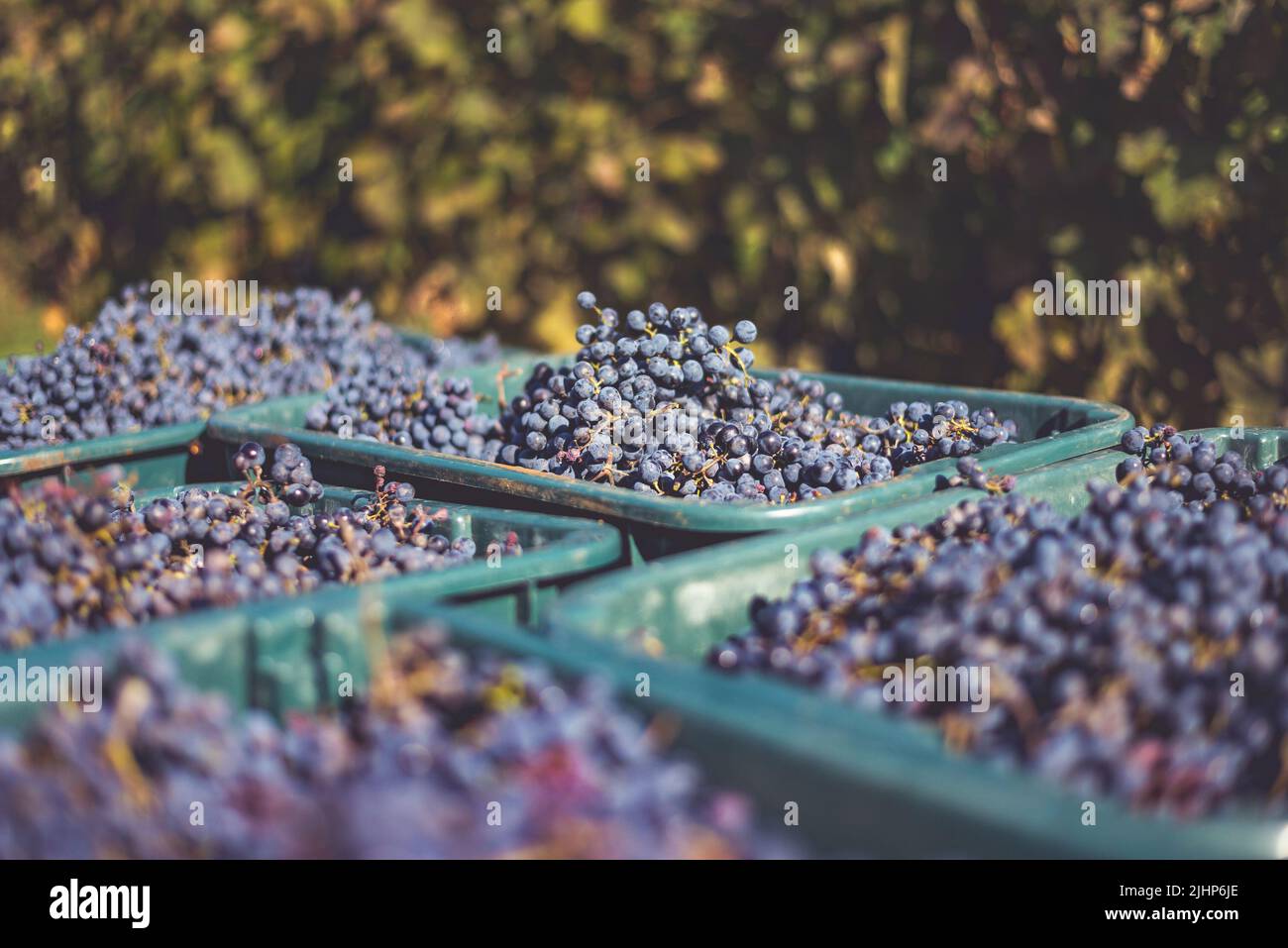 Raisins de vigne bleus. Raisins pour faire du vin rouge dans la caisse de récolte. Vue détaillée d'une vigne dans un vignoble en automne, Hongrie Banque D'Images