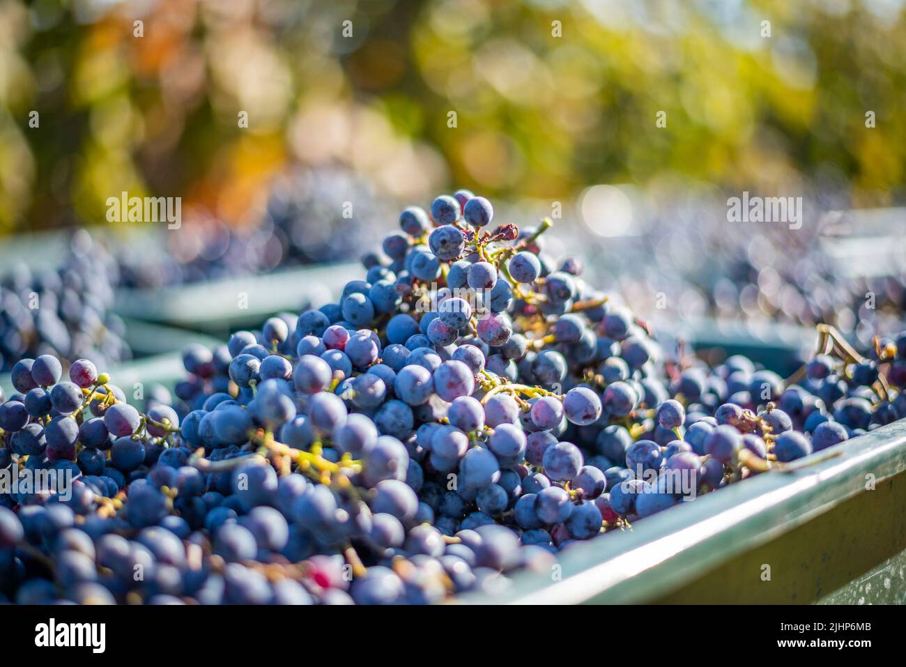 Raisins de vigne bleus. Raisins pour faire du vin rouge dans la caisse de récolte. Vue détaillée d'une vigne dans un vignoble en automne, Hongrie Banque D'Images