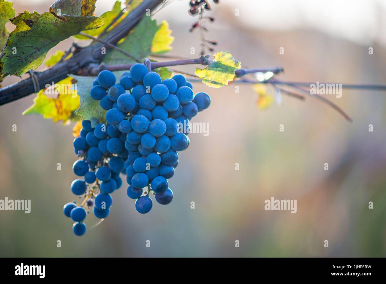 Raisin de vigne bleu dans le vignoble. Cabernet Franc raisin pour faire du vin rouge dans la récolte. Vue détaillée d'une vigne gelée dans un vignoble dans Banque D'Images