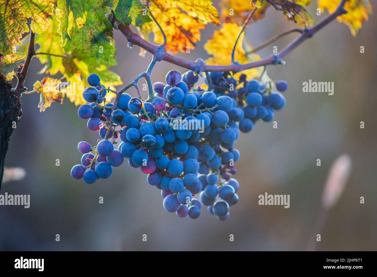 Raisin de vigne bleu dans le vignoble. Cabernet Franc raisin pour faire du vin rouge dans la récolte. Vue détaillée d'une vigne gelée dans un vignoble dans Banque D'Images