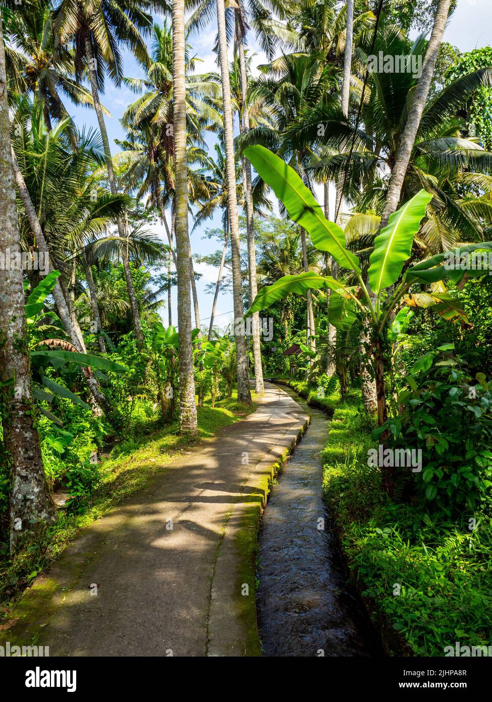 Ricefield Walk, Ubud, Bali Banque D'Images