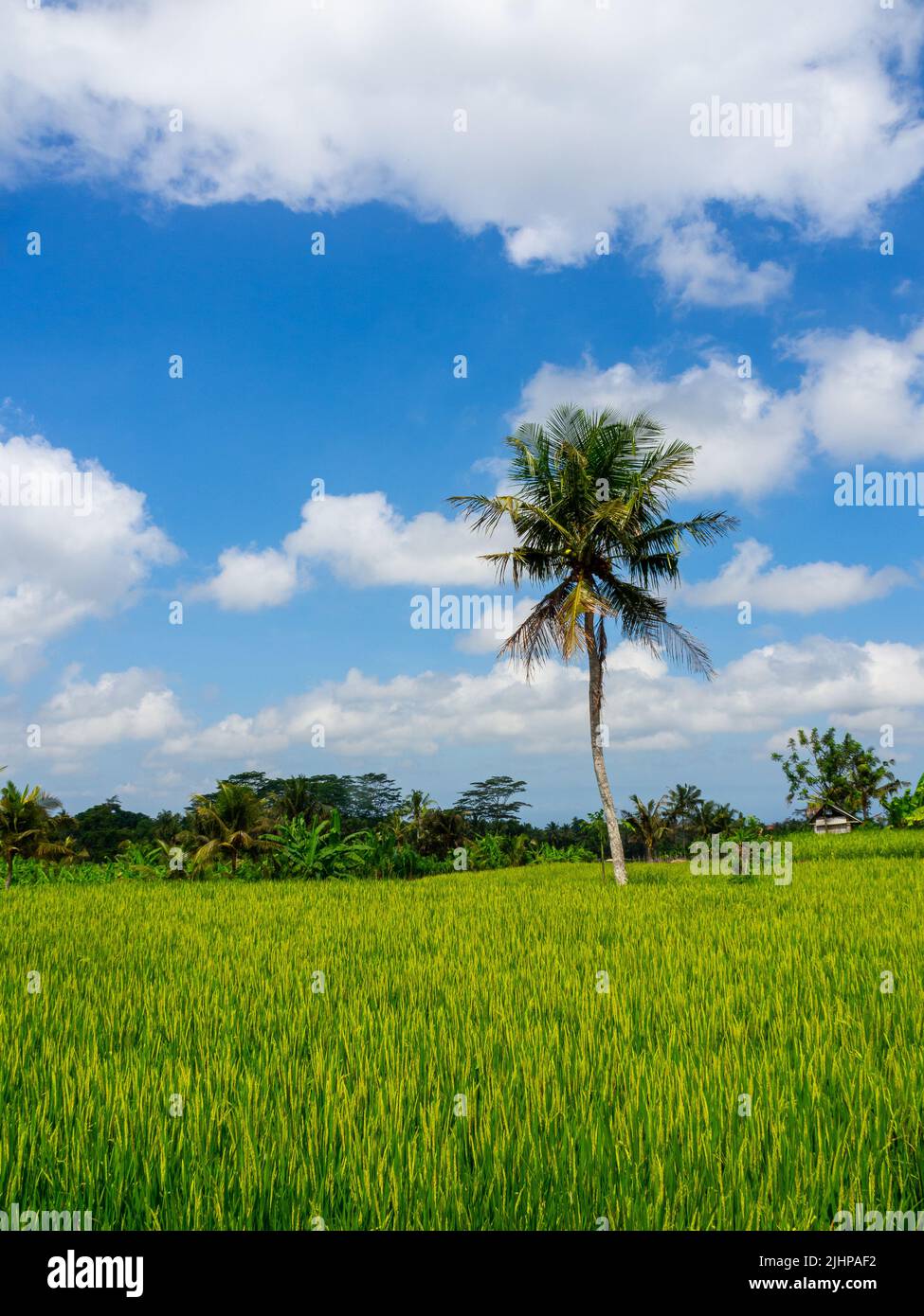 Ricefield Walk, Ubud, Bali Banque D'Images