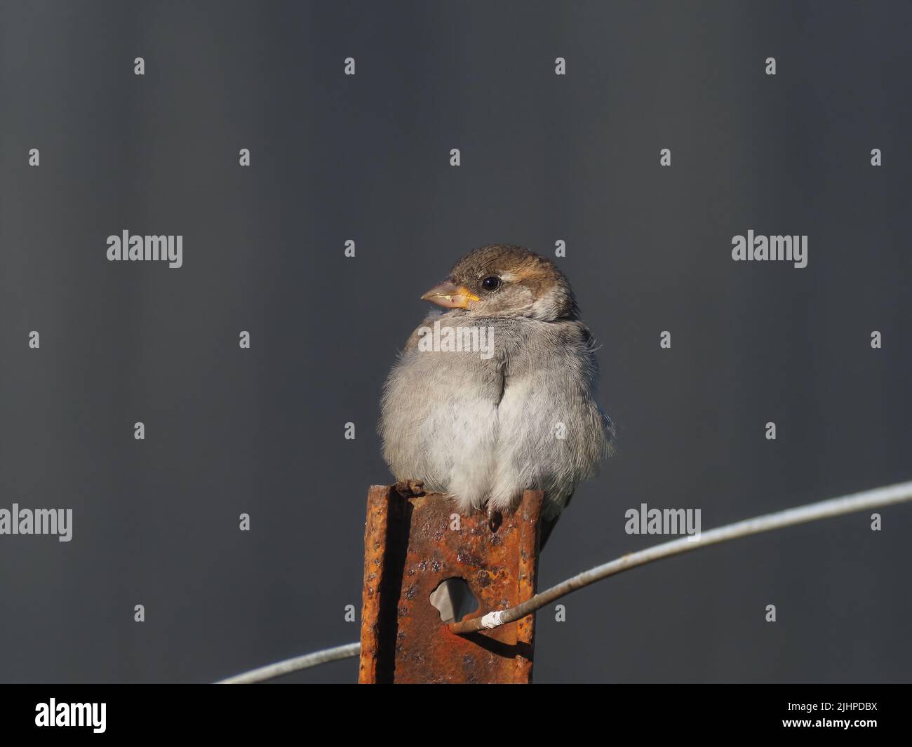 Les moineaux de maisons sont en déclin dans de nombreuses régions, mais sont souvent trouvés dans la famille ou les parties communes. Banque D'Images