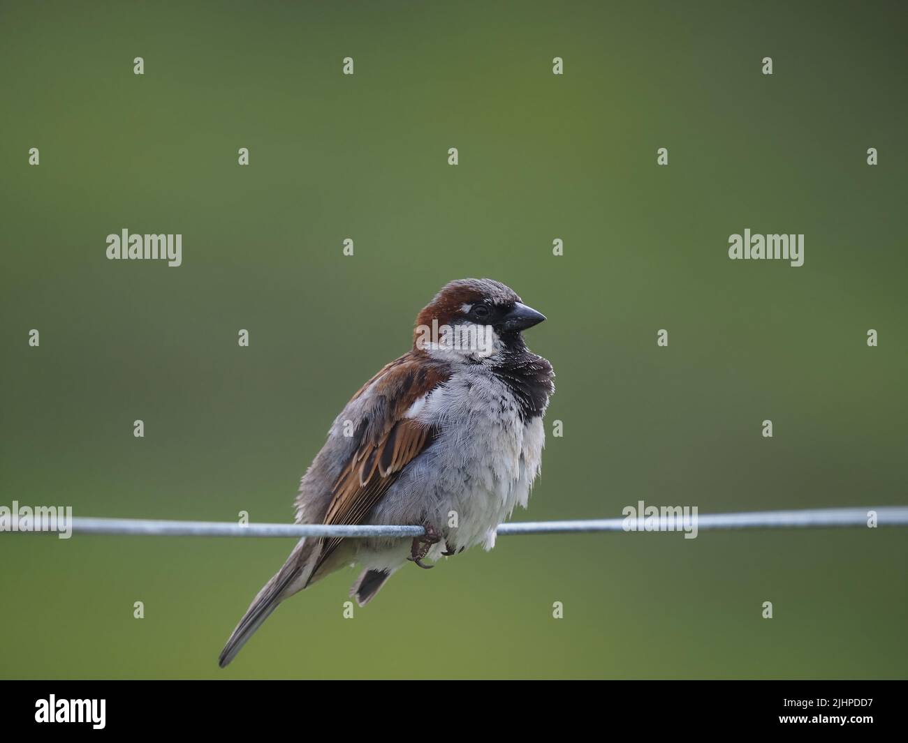 Les moineaux de maisons sont en déclin dans de nombreuses régions, mais sont souvent trouvés dans la famille ou les parties communes. Banque D'Images