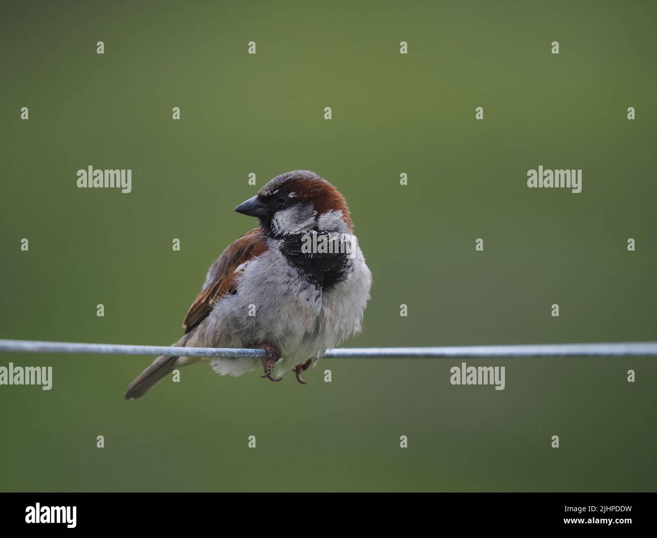Les moineaux de maisons sont en déclin dans de nombreuses régions, mais sont souvent trouvés dans la famille ou les parties communes. Banque D'Images