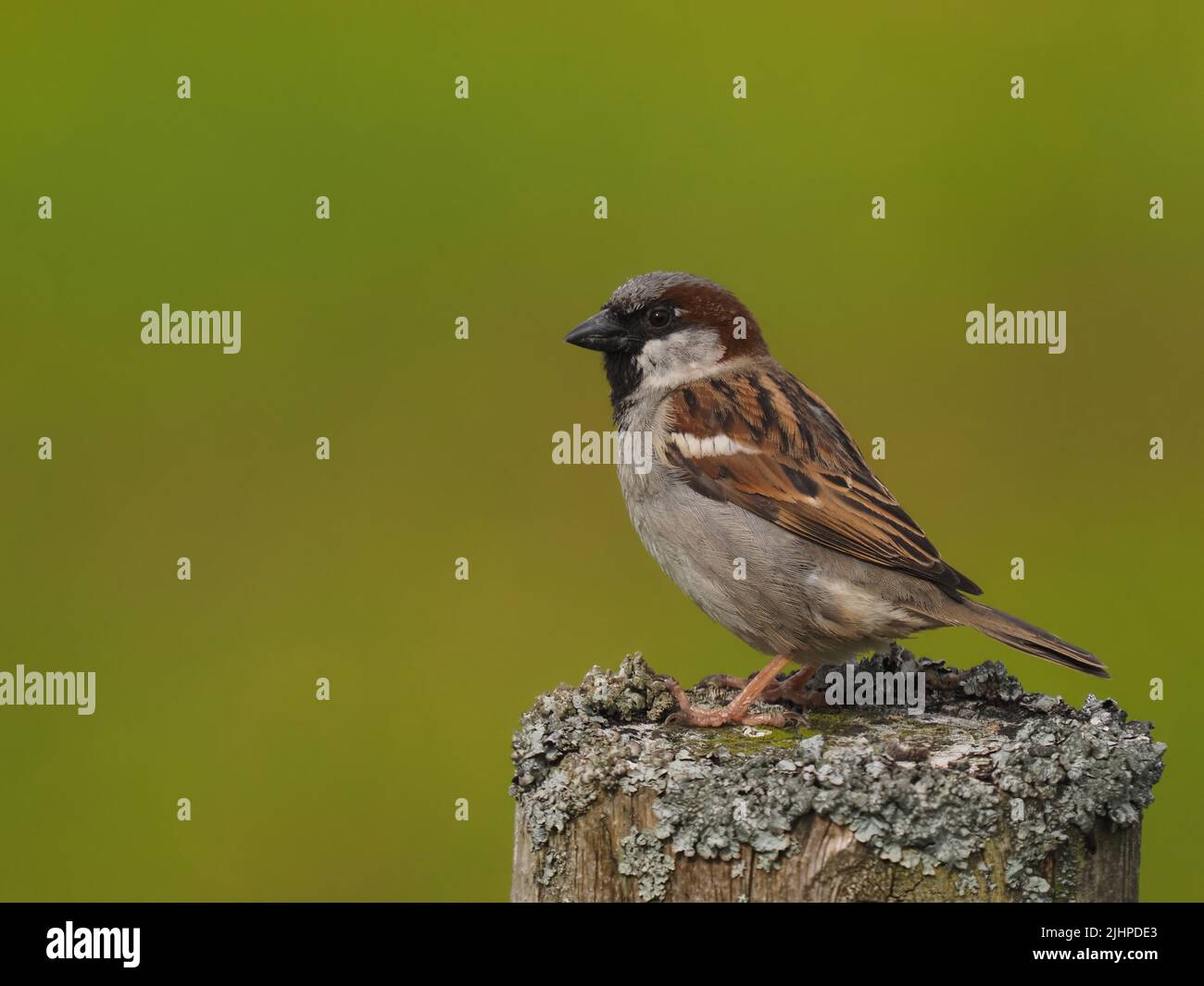 Les moineaux de maisons sont en déclin dans de nombreuses régions, mais sont souvent trouvés dans la famille ou les parties communes. Banque D'Images