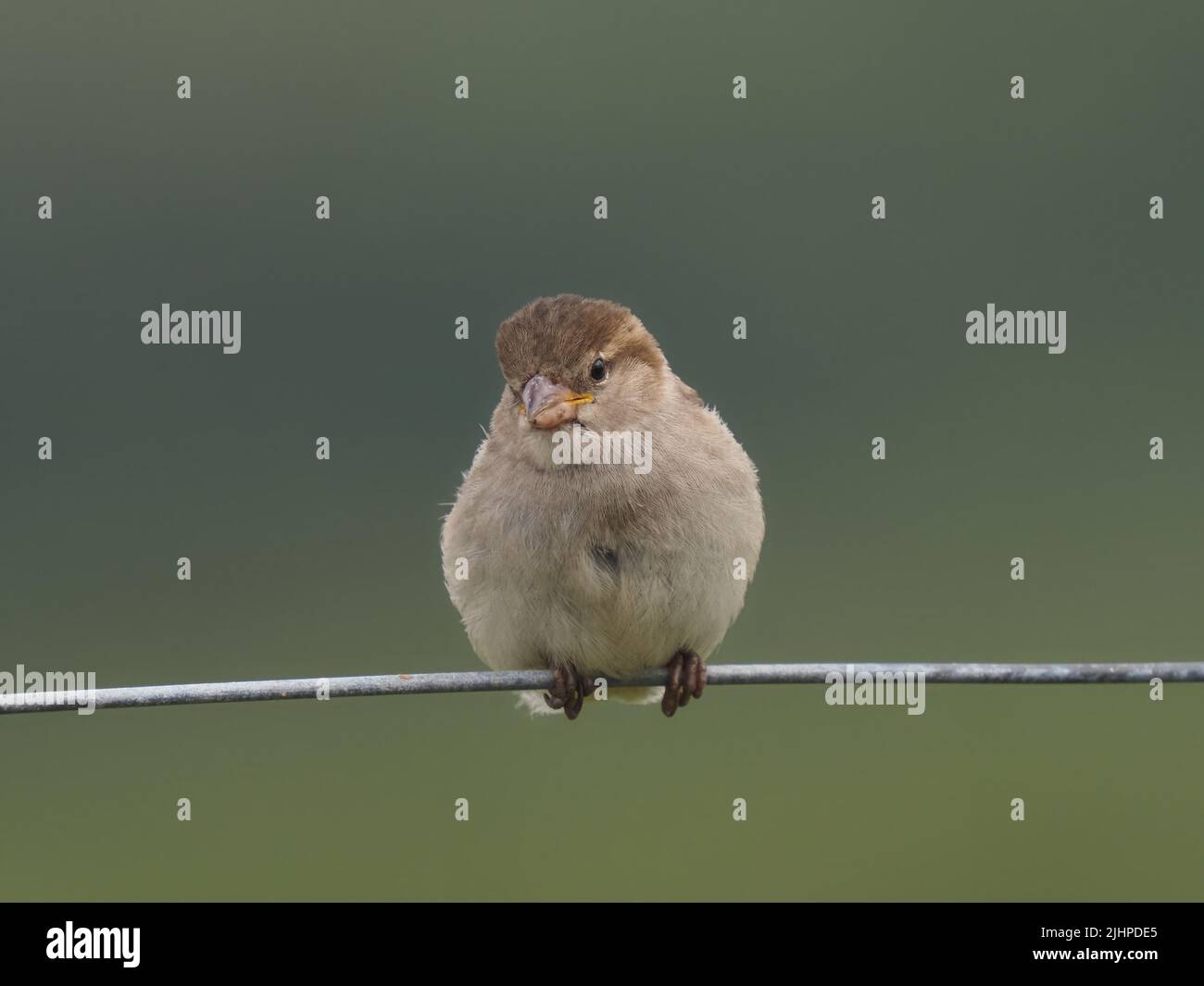 Les moineaux de maisons sont en déclin dans de nombreuses régions, mais sont souvent trouvés dans la famille ou les parties communes. Banque D'Images