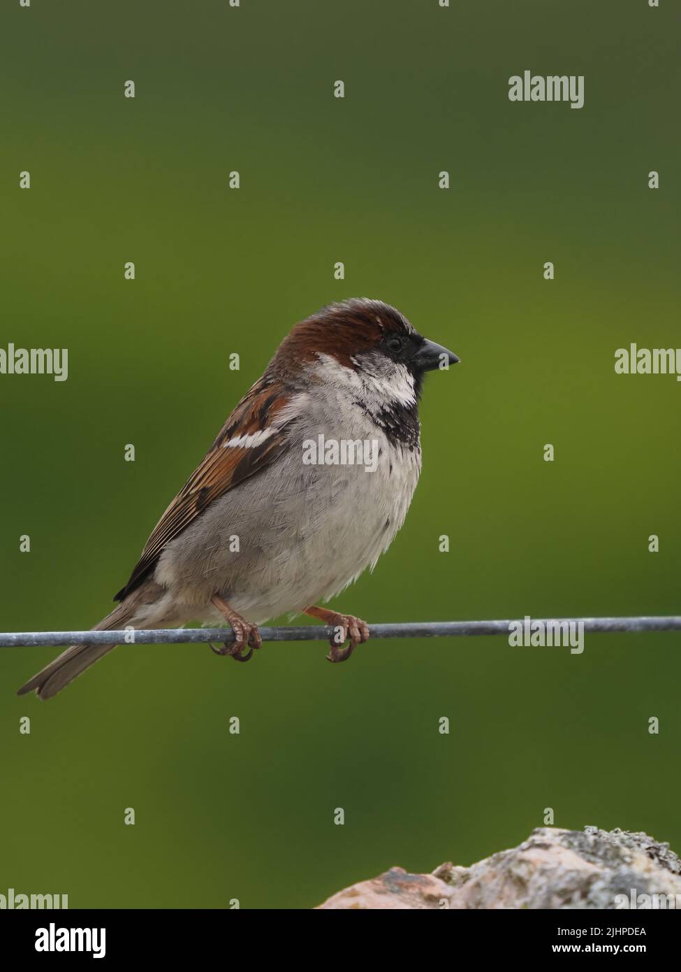 Les moineaux de maisons sont en déclin dans de nombreuses régions, mais sont souvent trouvés dans la famille ou les parties communes. Banque D'Images