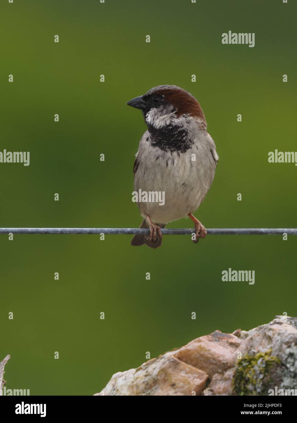 Les moineaux de maisons sont en déclin dans de nombreuses régions, mais sont souvent trouvés dans la famille ou les parties communes. Banque D'Images