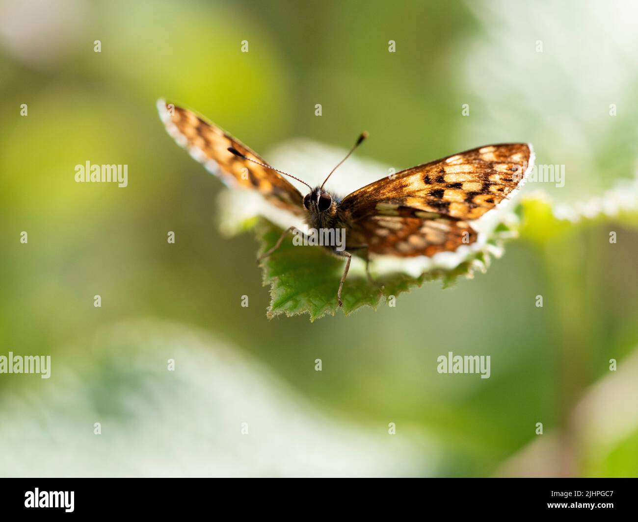 Duke of Burgundy Butterfly, (Hamearis lucina), Bonsai Woodlands, Kent, Royaume-Uni espèces prioritaires, Espèces européennes menacées Banque D'Images